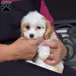 Cinnamon, Cavachon Puppy